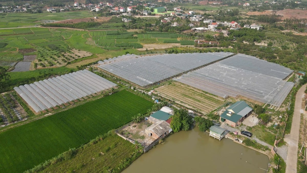 Mô hình trồng nho sữa Hàn Quốc trong nhà màng của hộ ông Ngô Đức Trí ở thôn Bãi Dài, xã An Sinh. Ảnh: Cường Vũ. Mô hình trồng nho sữa Hàn Quốc trong nhà màng của hộ ông Ngô Đức Trí ở thôn Bãi Dài, xã An Sinh. Ảnh: Cường Vũ.