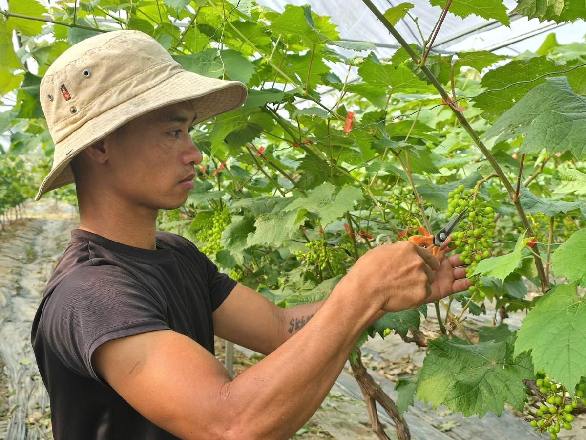 Để cây nho ra nhiều chùm đẹp, quả to, đều, khi nho ra quả non phải tỉa bớt quả, tạo hình cho chùm. Ảnh: Cường Vũ. 