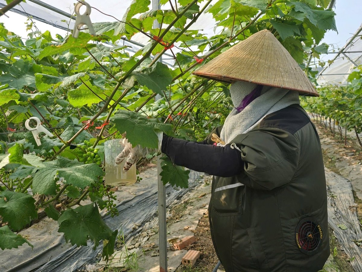 Nhân công tại trang trại đang chăm sóc từng chùm nho. Ảnh: Cường Vũ. 