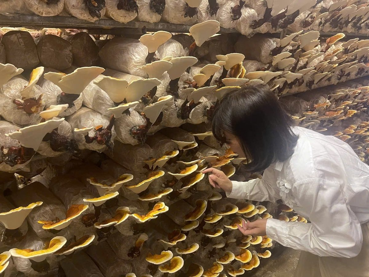 Cán bộ Trung tâm Khuyến nông Hải Phòng kiểm tra sự phát triển của nấm linh chi tại cơ sở trồng nấm của bà Nguyễn Thị Tú. Ảnh: Đinh Mười. Cán bộ Trung tâm Khuyến nông Hải Phòng kiểm tra sự phát triển của nấm linh chi tại cơ sở trồng nấm của bà Nguyễn Thị Tú. Ảnh: Đinh Mười.