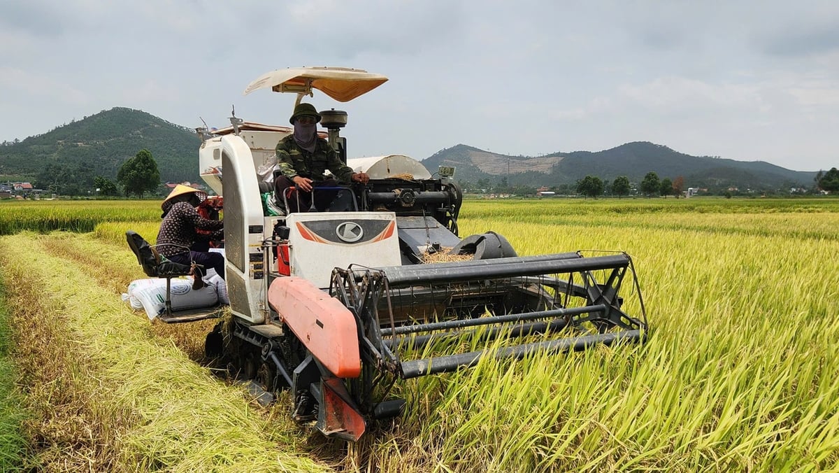 Người dân thu hoạch lúa trên cánh đồng phường Thủy An, TP Đông Triều, Quảng Ninh. Ảnh: Nguyễn Thành. Người dân thu hoạch lúa trên cánh đồng phường Thủy An, TP Đông Triều, Quảng Ninh. Ảnh: Nguyễn Thành.