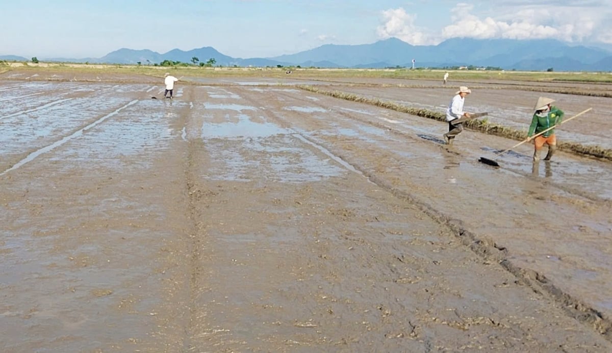 Nước rút đến đâu, người dân tranh thủ làm đất để gieo sạ lại. Ảnh: Văn Dinh. Nước rút đến đâu, người dân tranh thủ làm đất để gieo sạ lại. Ảnh: Văn Dinh.