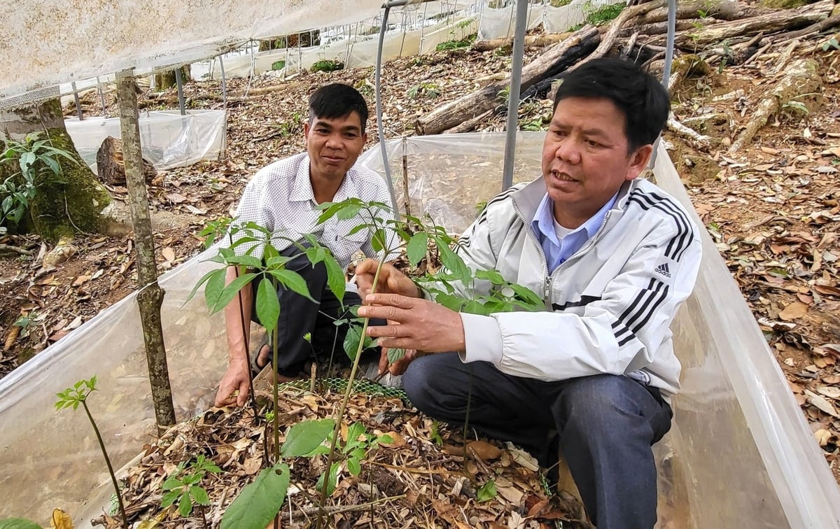Vườn sâm Ngọc Linh của gia đình ông A Sỹ được cấp chỉ dẫn địa lý. Ảnh: Tuấn Anh. Vườn sâm Ngọc Linh của gia đình ông A Sỹ được cấp chỉ dẫn địa lý. Ảnh: Tuấn Anh.