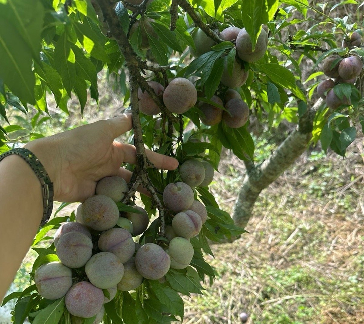 Cây mận đã trở thành đòn bẩy phát triển kinh tế tại Bắc Hà. Ảnh: Bích Hợp. Cây mận đã trở thành đòn bẩy phát triển kinh tế tại Bắc Hà. Ảnh: Bích Hợp.