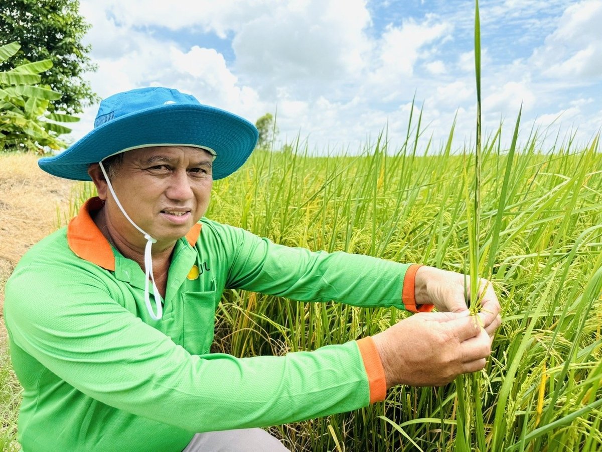 Nông dân Bùi Văn Nguyện (xã Vĩnh Bình, huyện Vĩnh Hưng) kiểm tra ruộng lúa ST24 áp dụng mô hình Pronutiva cây lúa phát triển khỏe, ít sâu bệnh, lá xanh bông to. Ảnh: Lê Hoàng Vũ. Nông dân Bùi Văn Nguyện (xã Vĩnh Bình, huyện Vĩnh Hưng) kiểm tra ruộng lúa ST24 áp dụng mô hình Pronutiva cây lúa phát triển khỏe, ít sâu bệnh, lá xanh bông to. Ảnh: Lê Hoàng Vũ.