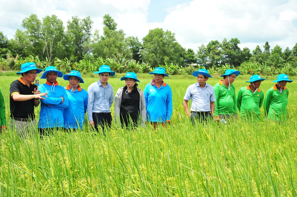 Đại diện lãnh đạo Cục Trồng trọt và BVTV, Công ty UPL Việt Nam và nông dân tham quan mô hình trình diễn Pronutiva trên đồng ruộng Long An. Ảnh: Lê Hoàng Vũ. Đại diện lãnh đạo Cục Trồng trọt và BVTV, Công ty UPL Việt Nam và nông dân tham quan mô hình trình diễn Pronutiva trên đồng ruộng Long An. Ảnh: Lê Hoàng Vũ.