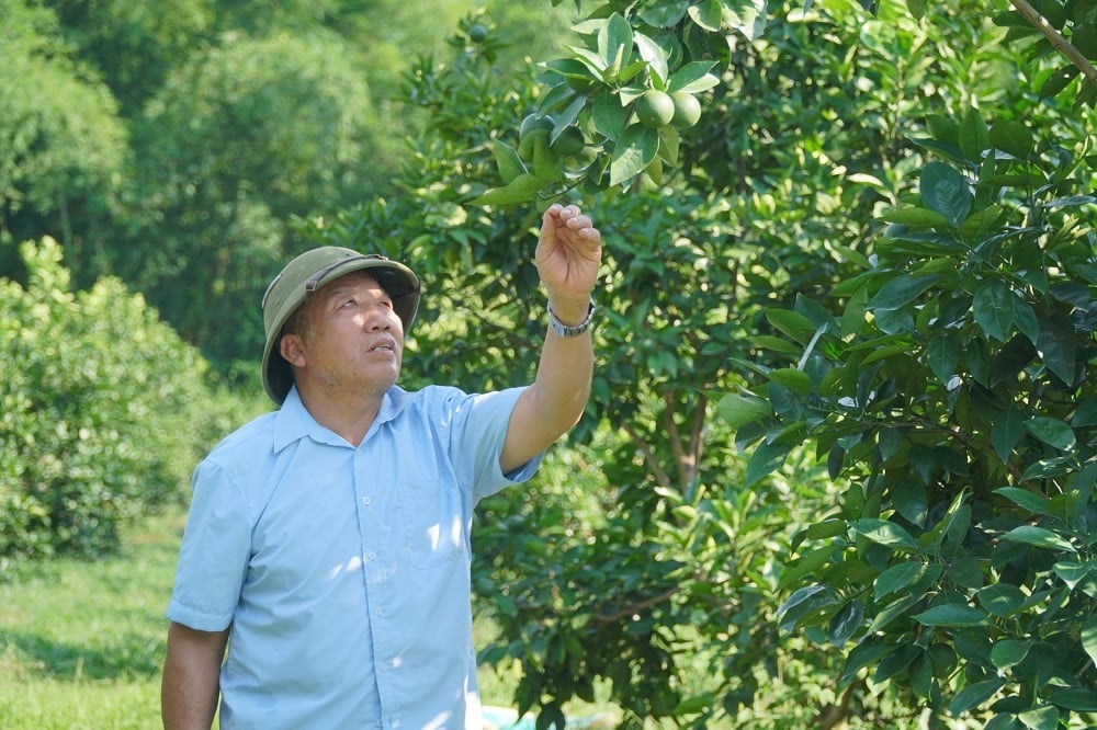 Ngay trong vụ đầu tiên, ông Bê đã thu về 300 triệu đồng từ việc trồng cam. Ảnh: Thu Thủy. Ngay trong vụ đầu tiên, ông Bê đã thu về 300 triệu đồng từ việc trồng cam. Ảnh: Thu Thủy.