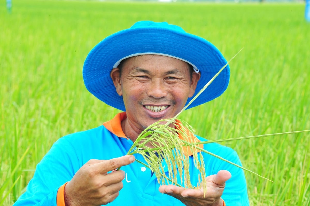 Đại biểu đánh giá hiệu quả mô hình Pronutiva ngay tại đồng ruộng ghi nhận giảm chi phí, tăng lợi nhuận và bảo vệ môi trường. Ảnh: Lê Hoàng Vũ. Đại biểu đánh giá hiệu quả mô hình Pronutiva ngay tại đồng ruộng ghi nhận giảm chi phí, tăng lợi nhuận và bảo vệ môi trường. Ảnh: Lê Hoàng Vũ.