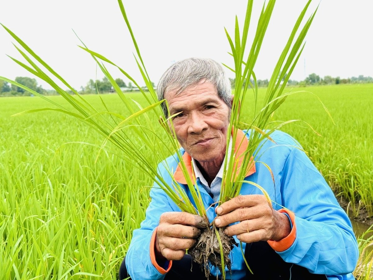 Ruộng lúa Nếp IR4625 của ông Võ Quang Tuyên (xã Mỹ An, huyện Thủ Thừa) xanh tốt, sạch cỏ, không bị sâu bệnh dù mới 35 ngày tuổi. Ảnh: Lê Hoàng Vũ. Ruộng lúa Nếp IR4625 của ông Võ Quang Tuyên (xã Mỹ An, huyện Thủ Thừa) xanh tốt, sạch cỏ, không bị sâu bệnh dù mới 35 ngày tuổi. Ảnh: Lê Hoàng Vũ.