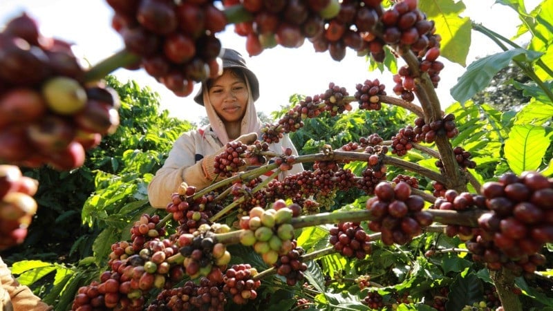 IDH hiện là đơn vị tài trợ triển khai thí điểm hệ thống với diện tích 137.000 ha cà phê tại Tây Nguyên. Ảnh: TTXVN. IDH hiện là đơn vị tài trợ triển khai thí điểm hệ thống với diện tích 137.000 ha cà phê tại Tây Nguyên. Ảnh: TTXVN.