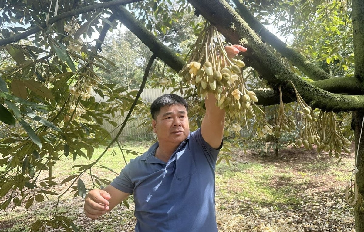 Việc bón đúng liều lượng các loại phân đạm, lân, kali trong canh tác sẽ giúp sầu riêng cho năng suất cao, chất lượng tốt. Ảnh: Phương Chi. Việc bón đúng liều lượng các loại phân đạm, lân, kali trong canh tác sẽ giúp sầu riêng cho năng suất cao, chất lượng tốt. Ảnh: Phương Chi.