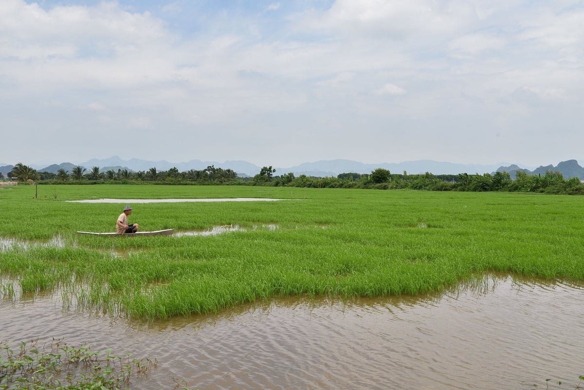 Anh Phạm Văn Phóng bơi thuyền trong ruộng lúa - cá. Ảnh: Dương Đình Tường. Anh Phạm Văn Phóng bơi thuyền trong ruộng lúa - cá. Ảnh: Dương Đình Tường.