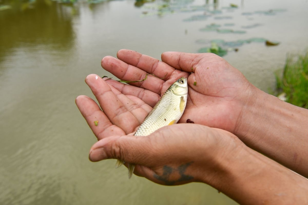 Cá kích thước như này có thể thả xuống ruộng. Ảnh: Dương Đình Tường. Cá kích thước như này có thể thả xuống ruộng. Ảnh: Dương Đình Tường.