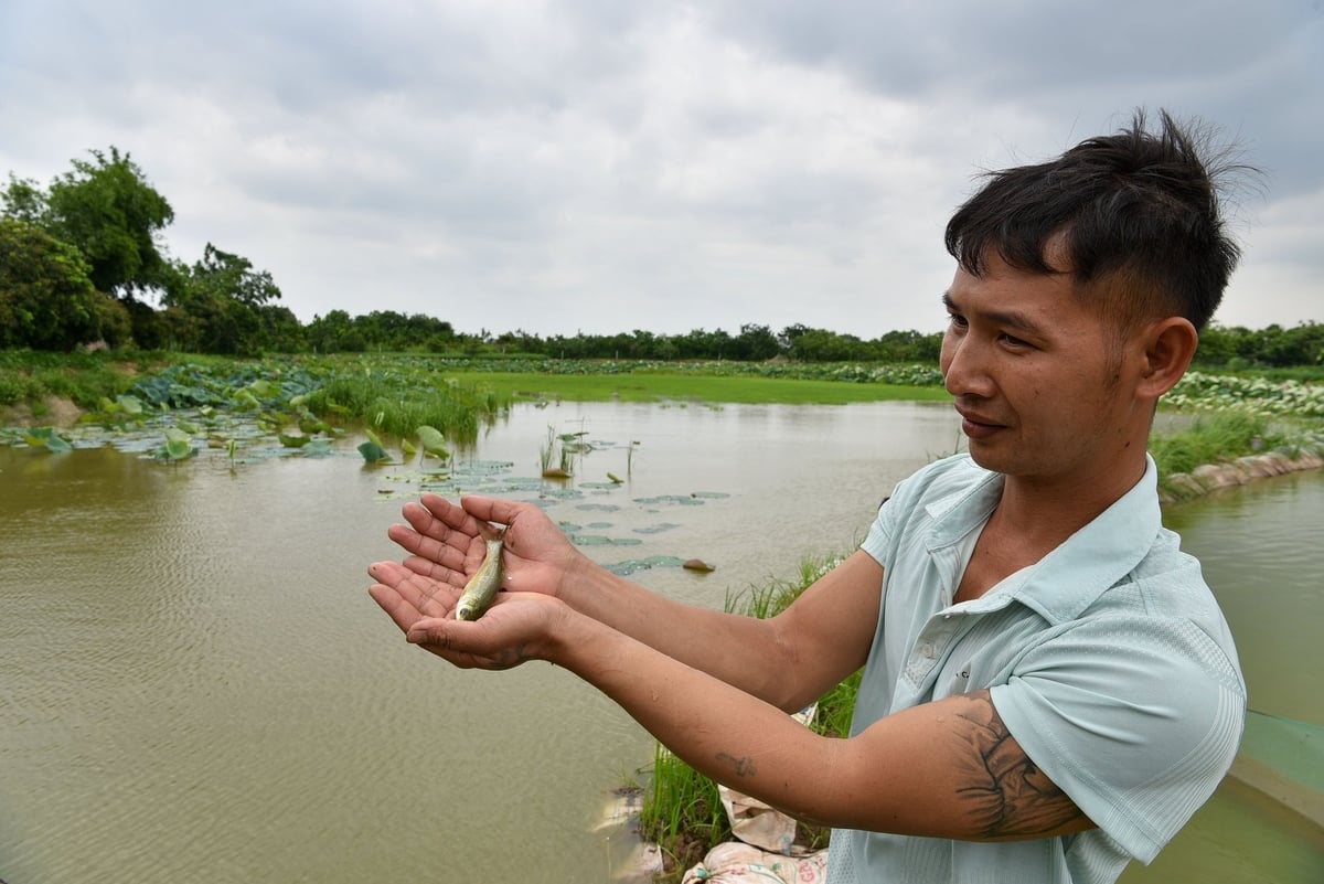Anh Nguyễn Văn Ba kiểm tra cá nuôi trong ruộng. Ảnh: Dương Đình Tường. Anh Nguyễn Văn Ba kiểm tra cá nuôi trong ruộng. Ảnh: Dương Đình Tường.