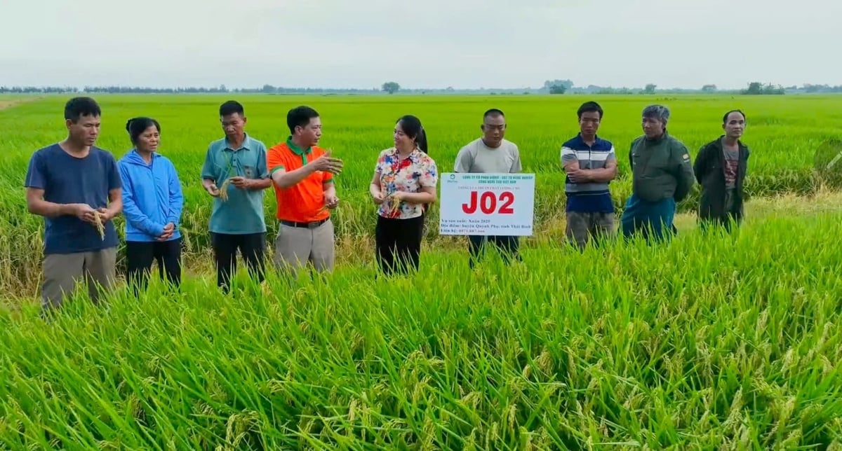 Các đại điền ở Thái Bình thăm lúa J02. 