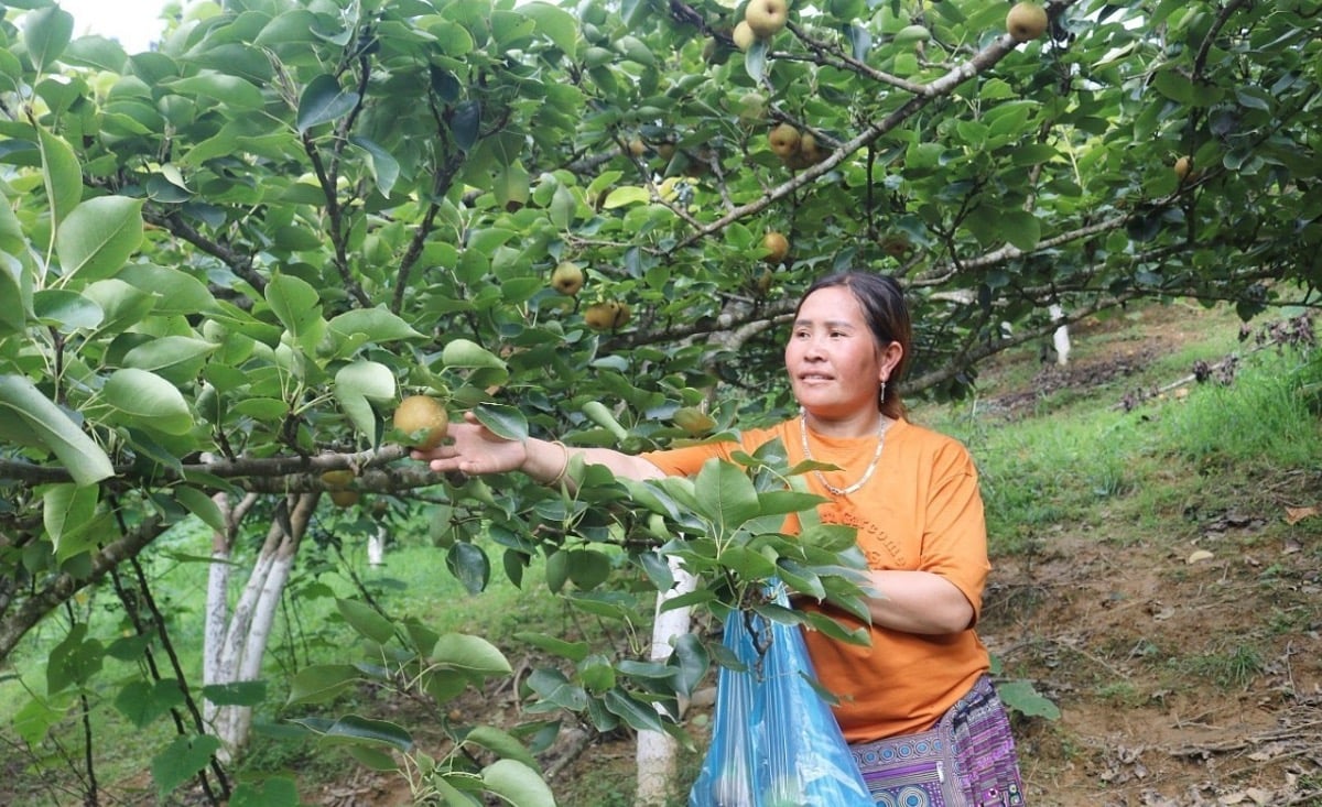 Không chỉ có mận, cây lê hiện cũng đang trở thành cây trồng mang lại giá trị kinh tế cao cho Bắc Hà. Ảnh: Bích Hợp. Không chỉ có mận, cây lê hiện cũng đang trở thành cây trồng mang lại giá trị kinh tế cao cho Bắc Hà. Ảnh: Bích Hợp.