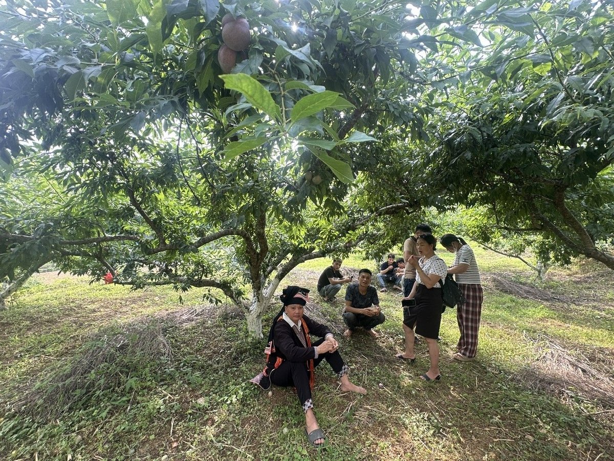 Khách du lịch thích thú trải nghiệm hái mận tại Bắc Hà. ảnh: Bích Hợp. Khách du lịch thích thú trải nghiệm hái mận tại Bắc Hà. ảnh: Bích Hợp.