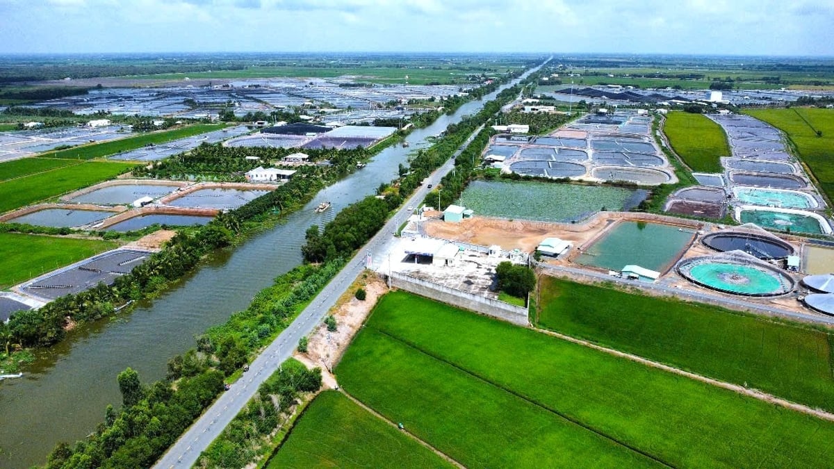 Dọc đường kênh 79 đoạn qua xã Tân Lập, huyện Mọc Hóa (Long An), nhiều diện tích đất trồng lúa được người dân chuyển đổi sang ao nuôi tôm thẻ chân trắng, quy mô lớn. Ảnh: Kim Anh. Dọc đường kênh 79 đoạn qua xã Tân Lập, huyện Mọc Hóa (Long An), nhiều diện tích đất trồng lúa được người dân chuyển đổi sang ao nuôi tôm thẻ chân trắng, quy mô lớn. Ảnh: Kim Anh.