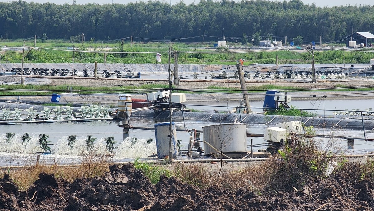 Sở Nông nghiệp và Môi trường tỉnh Long An đề nghị UBND các huyện, thị xã vận động người dân tự trám, lấp giếng, ao nuôi tôm; có kế hoạch, lộ trình xử lý dứt điểm, đảm bảo không còn trường hợp nuôi tôm thẻ chân trắng trên địa bàn các huyện, thị xã vùng Đồng Tháp Mười. Ảnh: Kim Anh. Sở Nông nghiệp và Môi trường tỉnh Long An đề nghị UBND các huyện, thị xã vận động người dân tự trám, lấp giếng, ao nuôi tôm; có kế hoạch, lộ trình xử lý dứt điểm, đảm bảo không còn trường hợp nuôi tôm thẻ chân trắng trên địa bàn các huyện, thị xã vùng Đồng Tháp Mười. Ảnh: Kim Anh.