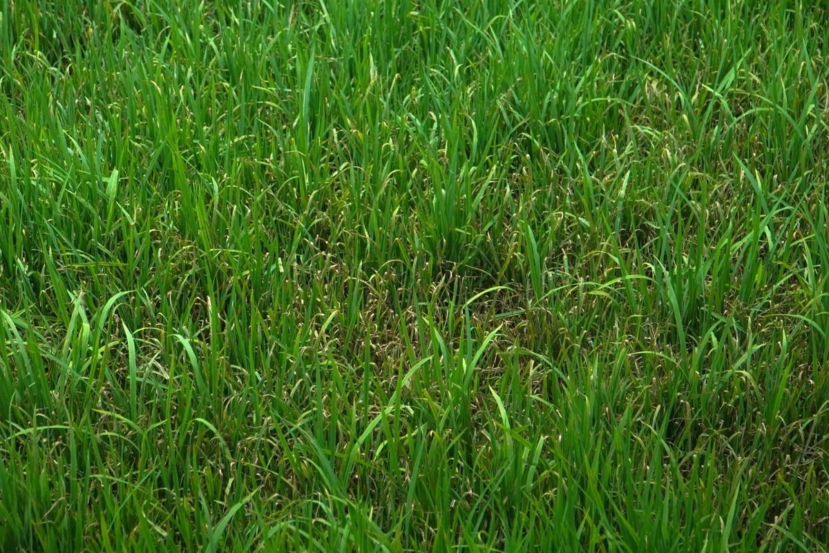 Khu vực trồng lúa cặp cầu Kênh Đạo (xã Tân Lập, huyện Mộc Hóa) không còn tươi tốt. Trong khi xung quanh, người dân đã chuyển đổi sang nuôi tôm. Ảnh: Kim Anh. Khu vực trồng lúa cặp cầu Kênh Đạo (xã Tân Lập, huyện Mộc Hóa) không còn tươi tốt. Trong khi xung quanh, người dân đã chuyển đổi sang nuôi tôm. Ảnh: Kim Anh.