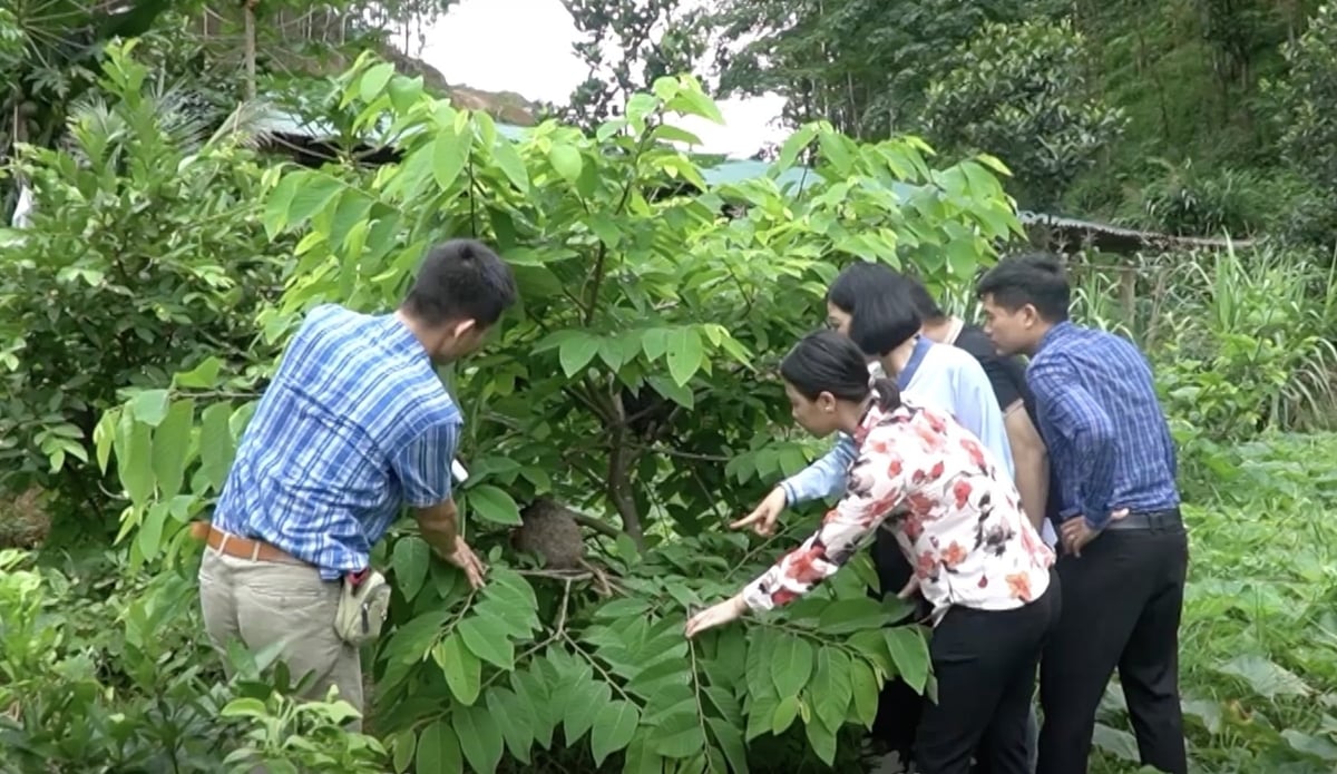 Nuôi kiến trên cây ăn quả giúp giảm sâu bệnh rõ rệt. Ảnh: H.Đ. Nuôi kiến trên cây ăn quả giúp giảm sâu bệnh rõ rệt. Ảnh: H.Đ.