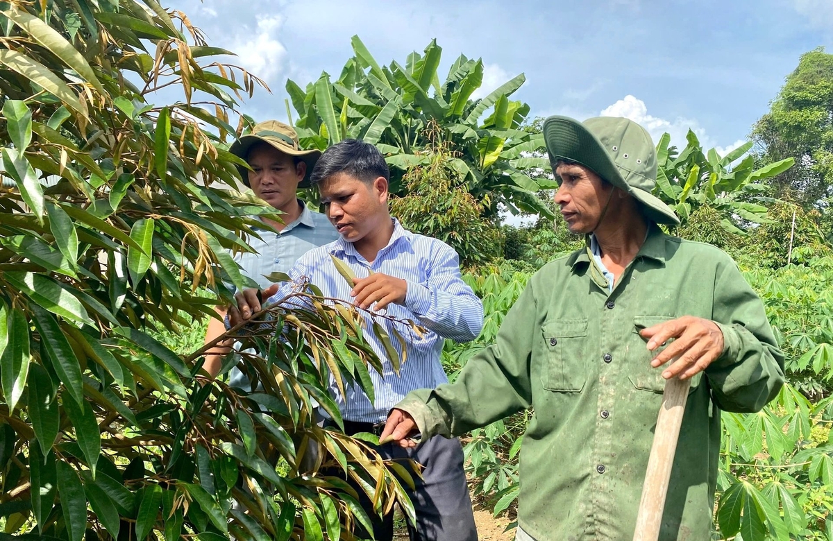 Các hộ dân tại huyện Sa Thầy mạnh dạn chuyển đổi cơ cấu cây trồng. Ảnh: Tuấn Anh.