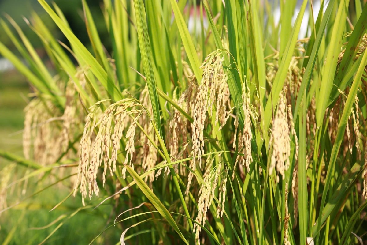 Cây lúa cho hạt dài, tỷ lệ hạt chắc cao, ít hạt lép. Ảnh: Thanh Ngà. Cây lúa cho hạt dài, tỷ lệ hạt chắc cao, ít hạt lép. Ảnh: Thanh Ngà.