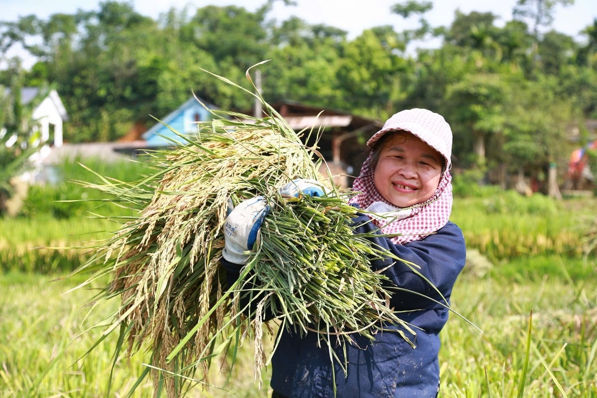 Người dân phấn khởi khi lúa được mùa, năng suất cao. Ảnh: Thanh Ngà. Người dân phấn khởi khi lúa được mùa, năng suất cao. Ảnh: Thanh Ngà.