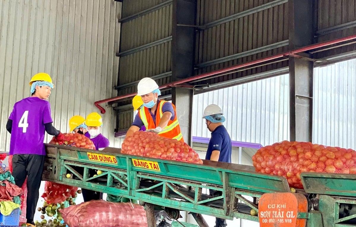 Nguồn nguyên liệu chanh dây sụt giảm không đáp ứng đủ cho các nhà máy chế biến. Ảnh: Tuấn Anh. Nguồn nguyên liệu chanh dây sụt giảm không đáp ứng đủ cho các nhà máy chế biến. Ảnh: Tuấn Anh.