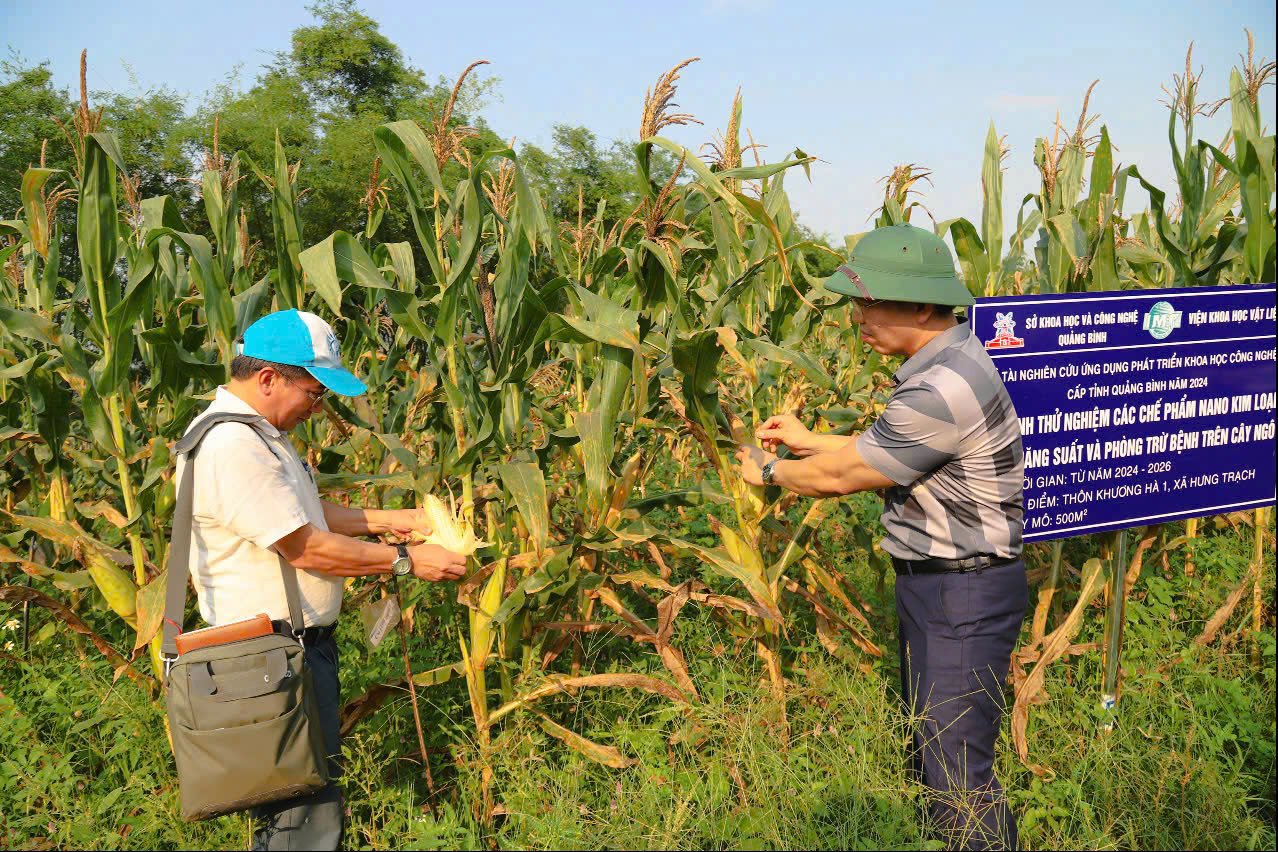 Ruộng ngô sử dụng các chế phẩm nano cho năng suất vượt trội. Ảnh: T. Phùng. Ruộng ngô sử dụng các chế phẩm nano cho năng suất vượt trội. Ảnh: T. Phùng.