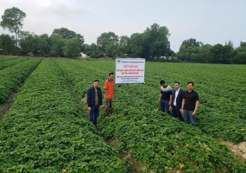 Mô hình trồng khoai lang đỏ trên vùng cát ven biển xã Hồng Thủy phát triển tốt. Ảnh: T. Phùng. Mô hình trồng khoai lang đỏ trên vùng cát ven biển xã Hồng Thủy phát triển tốt. Ảnh: T. Phùng.