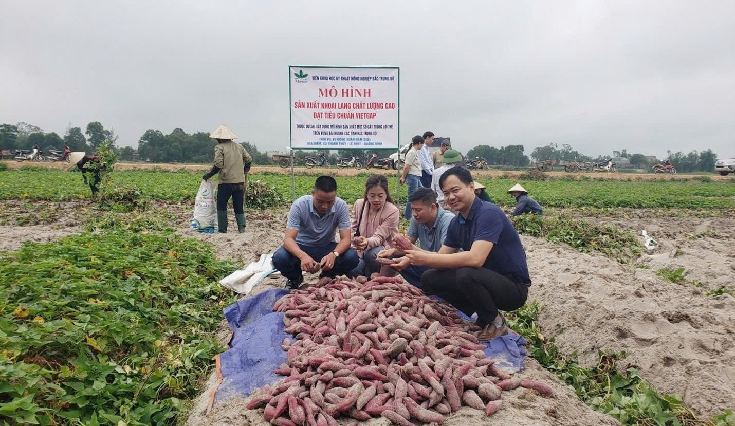 Năng suất và chất lượng khoai lang đỏ đảm bảo cho chế biến sâu các sản phẩm định hướng xuất khẩu. Ảnh: T. Phùng. Năng suất và chất lượng khoai lang đỏ đảm bảo cho chế biến sâu các sản phẩm định hướng xuất khẩu. Ảnh: T. Phùng.