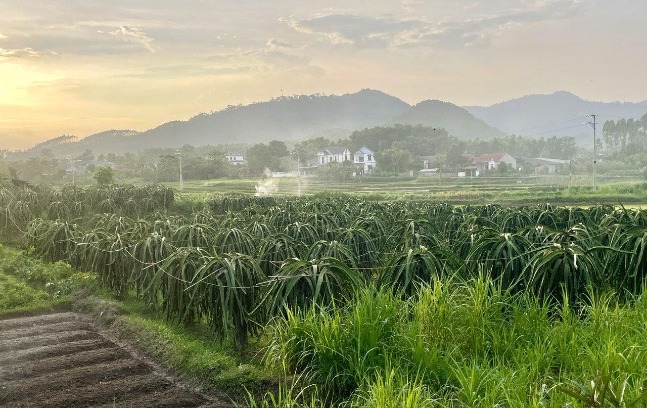 Thanh long không chỉ là cây thoát nghèo mà còn là cây giúp họ trụ lại với đất quê, vươn lên bằng chính sức lao động bền bỉ của mình. Ảnh: Hùng Khang. Thanh long không chỉ là cây thoát nghèo mà còn là cây giúp họ trụ lại với đất quê, vươn lên bằng chính sức lao động bền bỉ của mình. Ảnh: Hùng Khang.