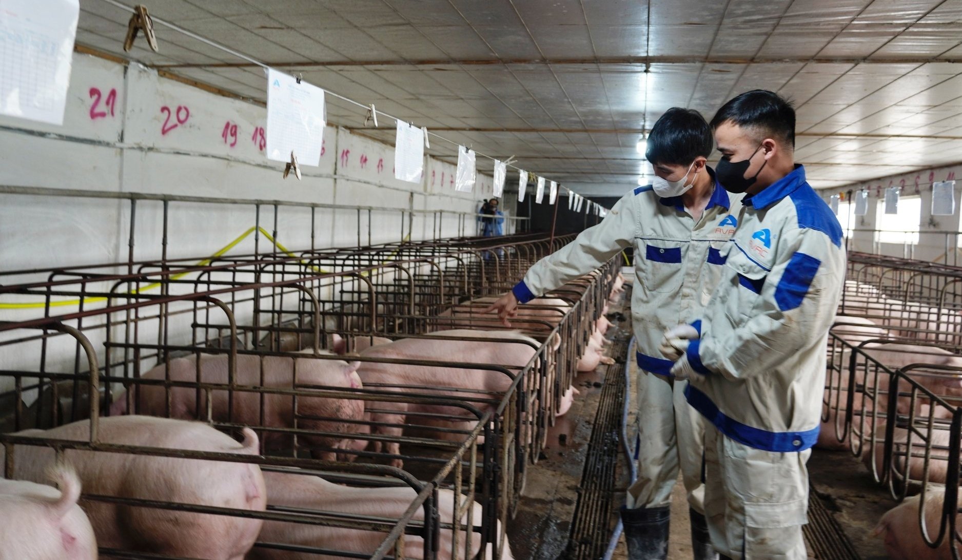 Trại lợn giống của Công ty Cổ phần AVAC Việt Nam (thôn Bá Khê, xã Tân Tiến, huyện Văn Giang, tỉnh Hưng Yên) đã được tiêm mũi 2 vaccine ASF. Ảnh: Hồng Thắm. Trại lợn giống của Công ty Cổ phần AVAC Việt Nam (thôn Bá Khê, xã Tân Tiến, huyện Văn Giang, tỉnh Hưng Yên) đã được tiêm mũi 2 vaccine ASF. Ảnh: Hồng Thắm.