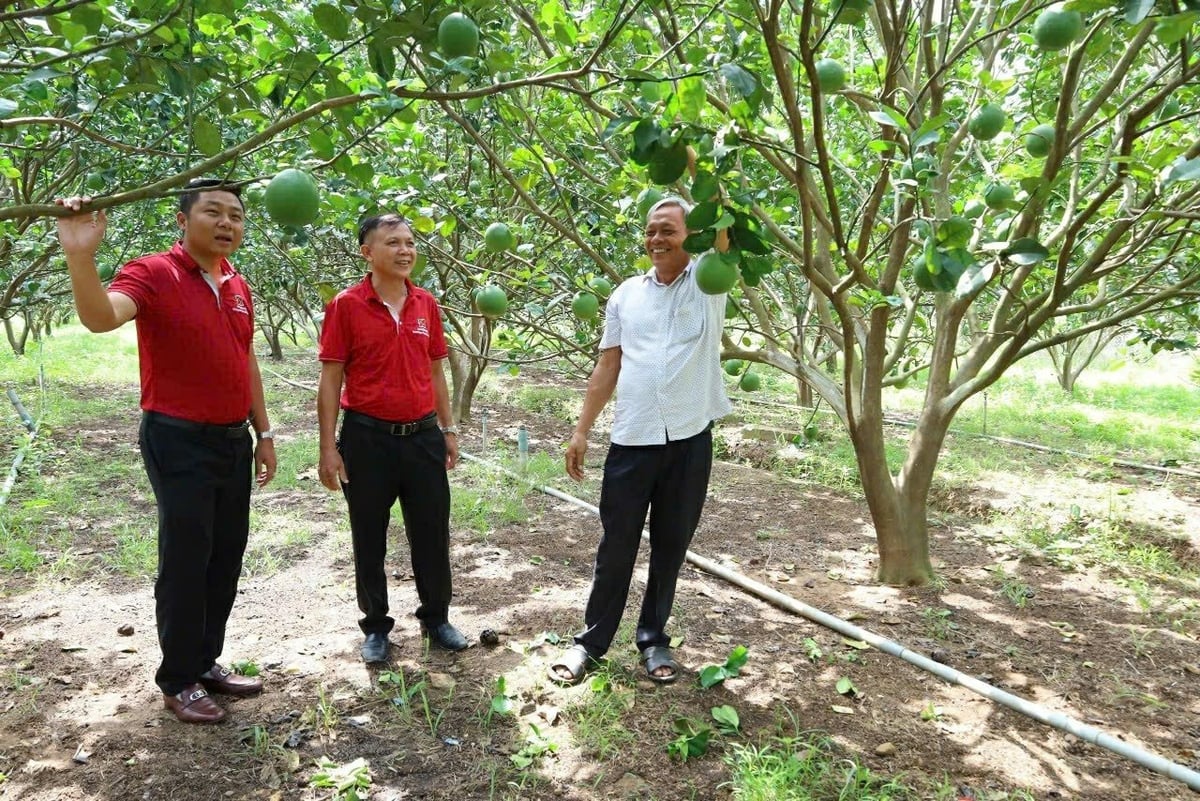 Nhiều mô hình kinh tế hiệu quả từ vốn vay nông nghiệp, nông thôn của Agribank Chi nhánh tỉnh Đắk Lắk. Ảnh: Tuấn Trần. Nhiều mô hình kinh tế hiệu quả từ vốn vay nông nghiệp, nông thôn của Agribank Chi nhánh tỉnh Đắk Lắk. Ảnh: Tuấn Trần.