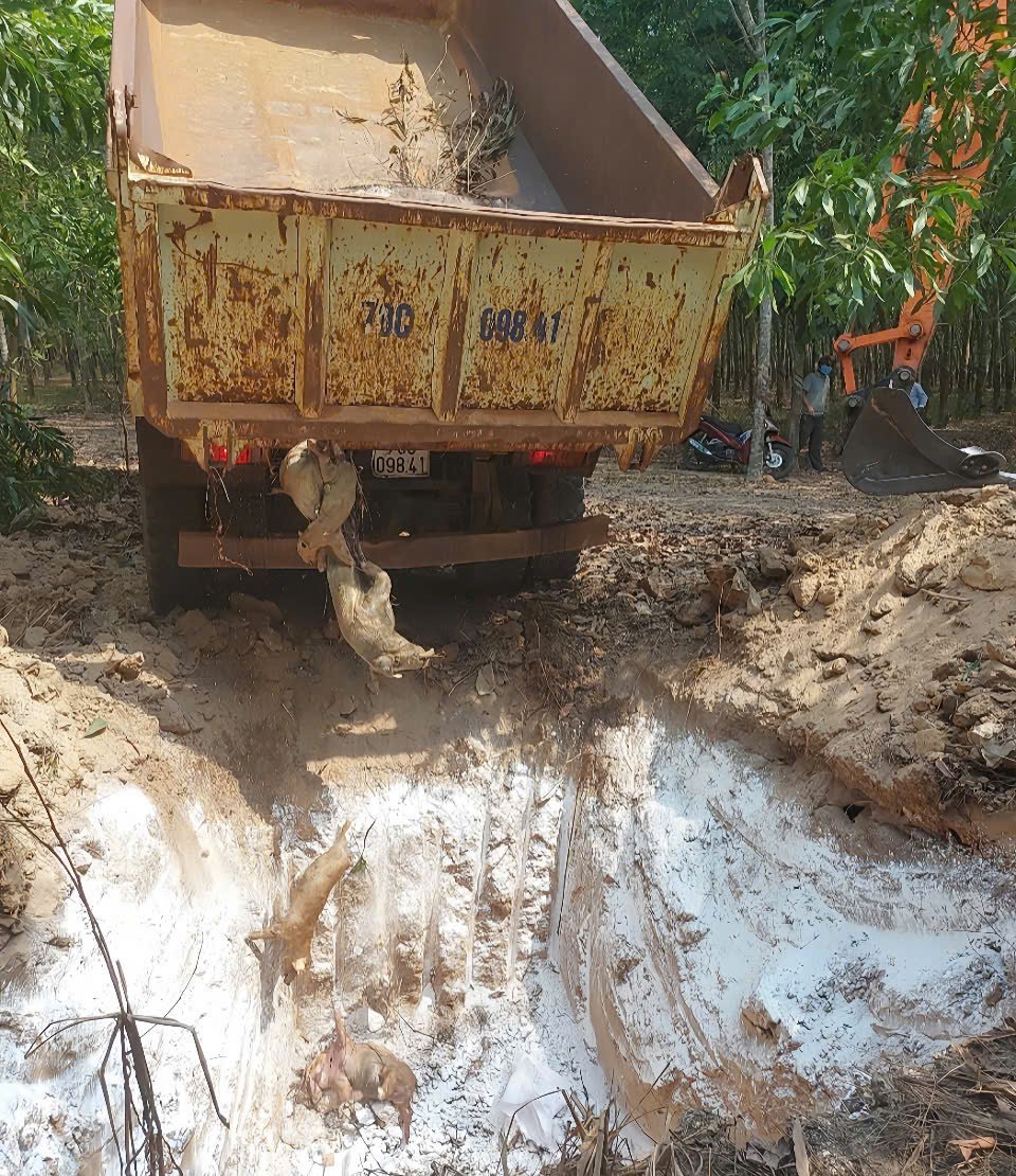 Ngành chức năng địa phương phối hợp xử lý xác heo được vớt từ kênh chuyển nước Phước Hòa - Dầu Tiếng. Ảnh: CTTLMN.