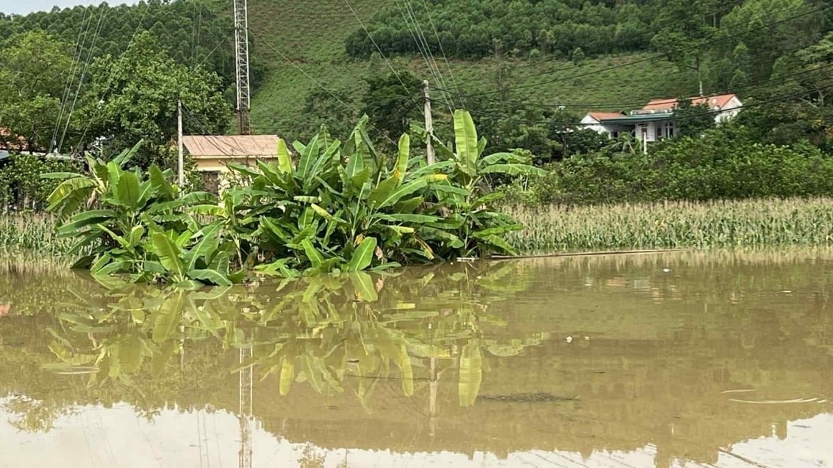 Mưa lớn ở Bắc Bộ khiến nhiều diện tích sản xuất nông nghiệp ngập nặng. Ảnh: Hải Đăng/Môi trường và cuộc sống. Mưa lớn ở Bắc Bộ khiến nhiều diện tích sản xuất nông nghiệp ngập nặng. Ảnh: Hải Đăng/Môi trường và cuộc sống.