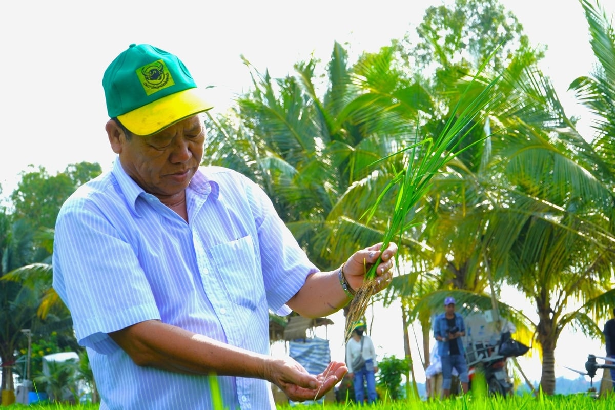 Việc triển khai bảo hiểm nông nghiệp tại ĐBSCL vẫn chưa đạt được kết quả như kỳ vọng. Ảnh: Kim Anh. Việc triển khai bảo hiểm nông nghiệp tại ĐBSCL vẫn chưa đạt được kết quả như kỳ vọng. Ảnh: Kim Anh.