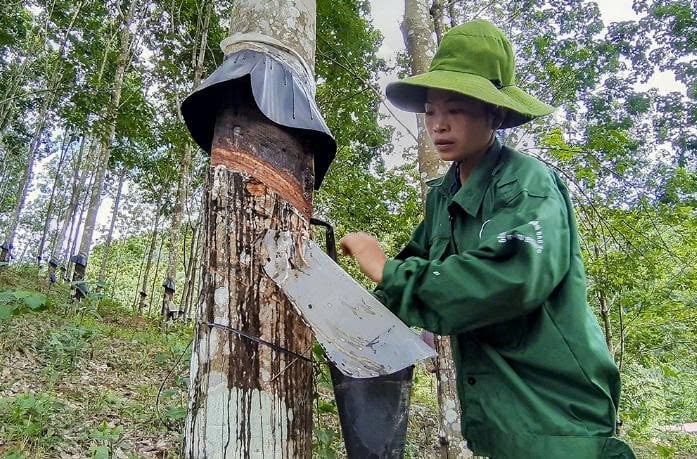 Công nhân Công ty Cổ phần Cao su Điện Biên khai thác mủ tại vườn cây. Ảnh: Hoàng Châu. Công nhân Công ty Cổ phần Cao su Điện Biên khai thác mủ tại vườn cây. Ảnh: Hoàng Châu.