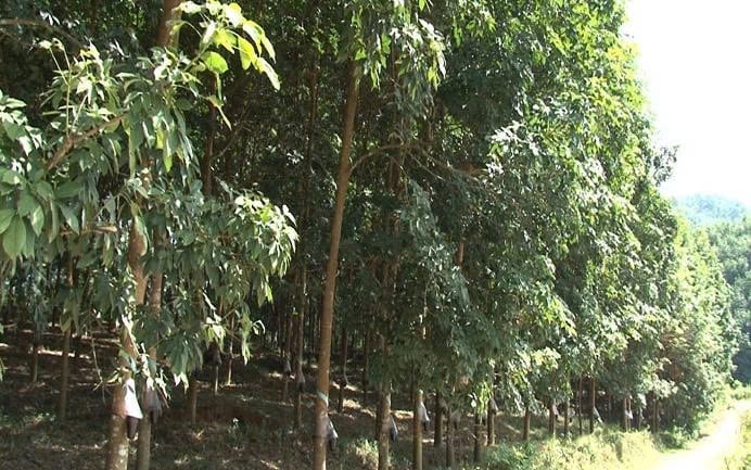 Rừng cao su xanh tốt bắt đầu cho khai thác mủ. Ảnh: Hoàng Châu. Rừng cao su xanh tốt bắt đầu cho khai thác mủ. Ảnh: Hoàng Châu.
