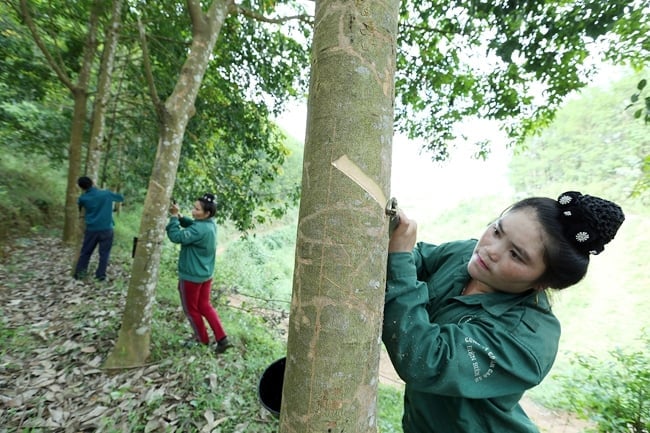 Trồng cây cao su đem lại việc làm cho hàng ngàn người dân tộc thiểu số trên địa bàn tỉnh. Ảnh: H.C. Trồng cây cao su đem lại việc làm cho hàng ngàn người dân tộc thiểu số trên địa bàn tỉnh. Ảnh: H.C.