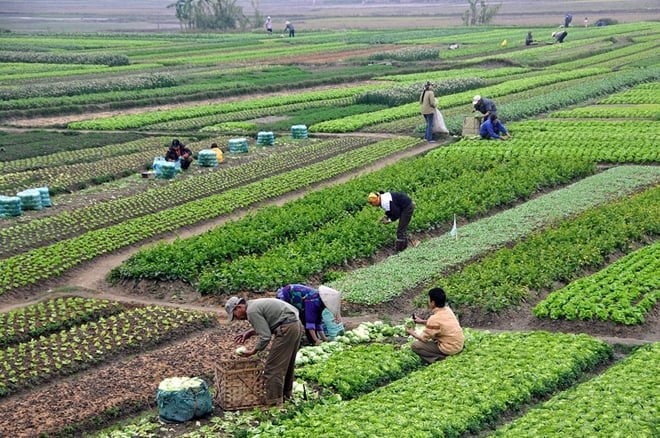 Chủ tịch UBND tỉnh được phân cấp thực hiện cấp phép nhập khẩu giống cây trồng chưa được cấp quyết định công nhận lưu hành. Ảnh: cand.com.vn. Chủ tịch UBND tỉnh được phân cấp thực hiện cấp phép nhập khẩu giống cây trồng chưa được cấp quyết định công nhận lưu hành. Ảnh: cand.com.vn.