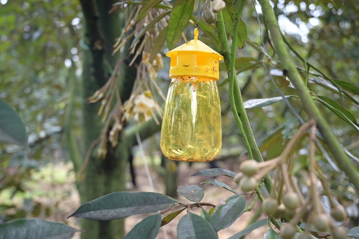 Người dân dùng chai nhựa cùng mồi sinh học để bắt côn trùng gây hại hoa sầu riêng nhằm giảm sử dụng thuốc bảo vệ thực vật. Ảnh: Phạm Hoài.
