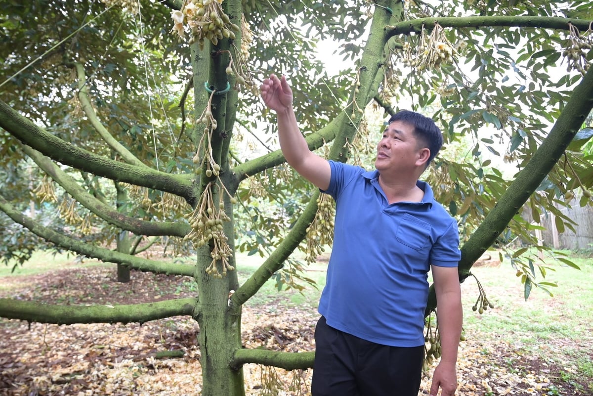 Anh Hoàng Trọng Cường (xã Ea Kênh, huyện Ea Kar, Đắk Lắk) đang kiểm tra hoa sầu riêng, theo anh năm nay ảnh hưởng mưa nhiều nên khả năng thất thu so với năm ngoái. Ảnh: Phạm Hoài.