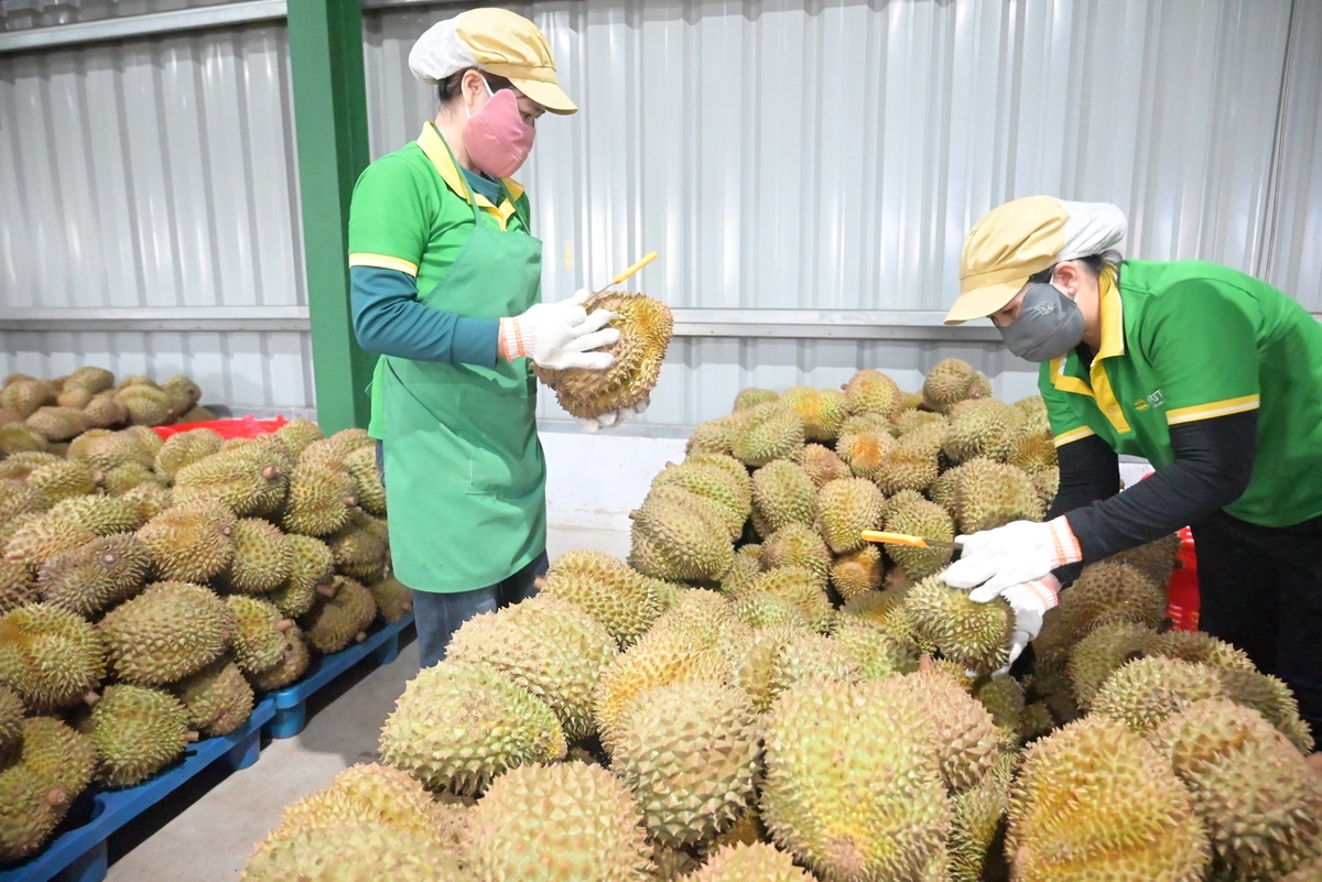Sâu riêng đang là một trong những cây trồng chủ lực của tỉnh Đắk Lắk trong khoảng 5 năm trở lại đây với giá trị kinh tế rất cao. Ảnh: Phạm Hoài.