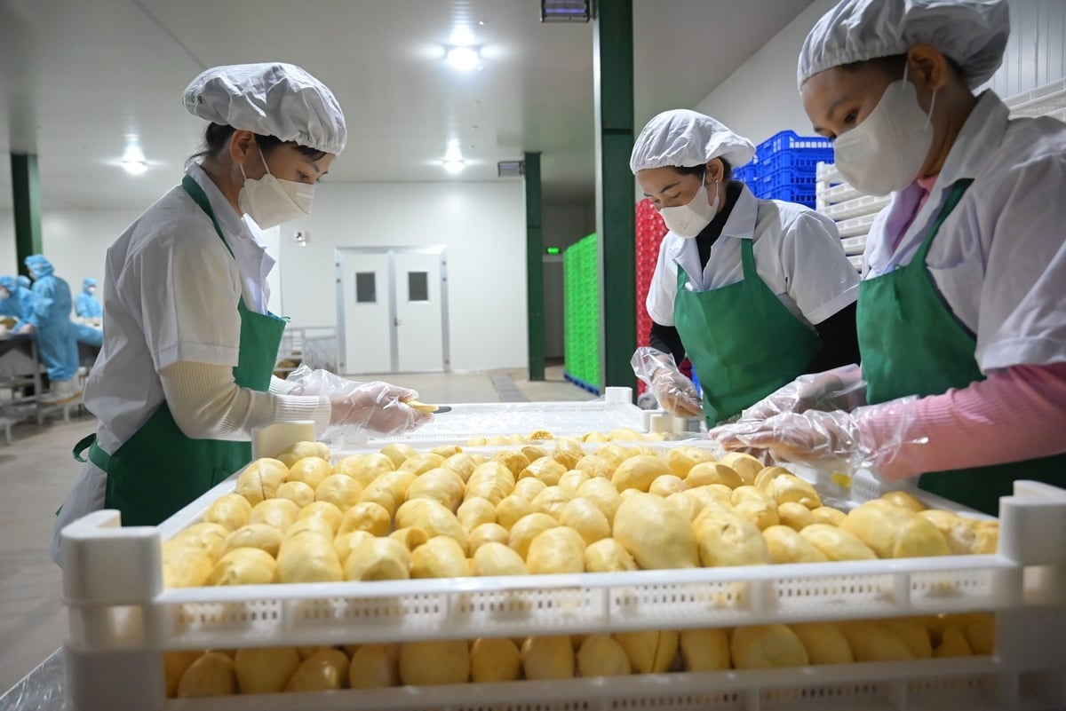 Đắk Lắk đang là một trong những tỉnh xuất khẩu sầu riêng lớn nhất cả nước. Ảnh: Phạm Hoài.