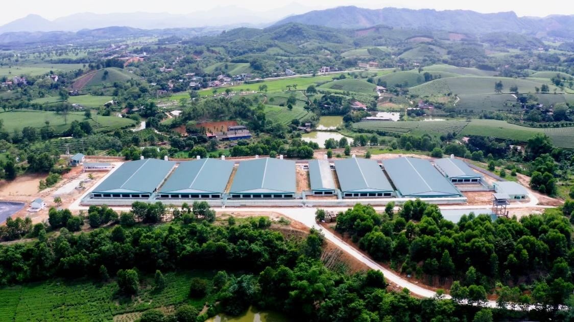 Trại heo hạt nhân Cargill hợp tác phát triển tại tỉnh Phú Thọ.