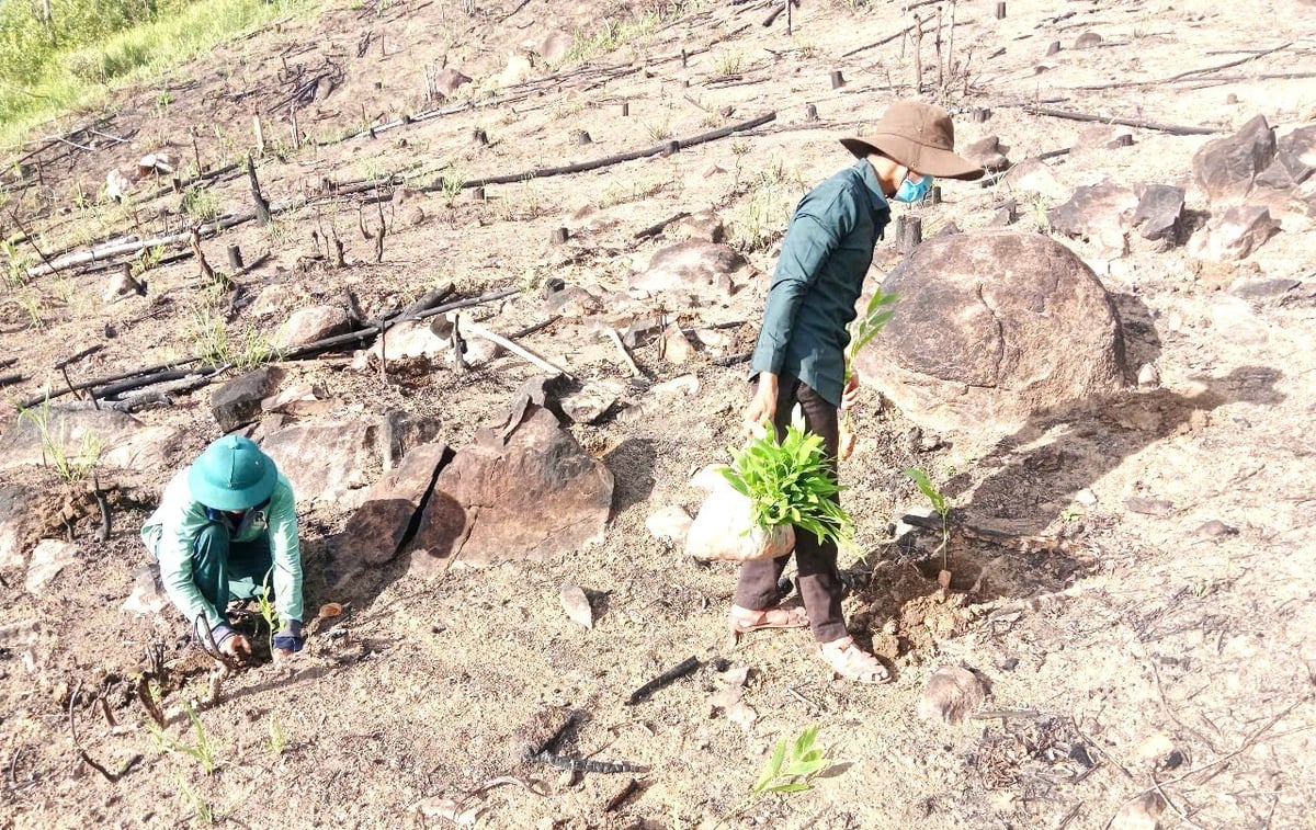 Mang từng bầu cây giống lên trồng trên các sườn đồi. Ảnh: Đăng Lâm. Mang từng bầu cây giống lên trồng trên các sườn đồi. Ảnh: Đăng Lâm.