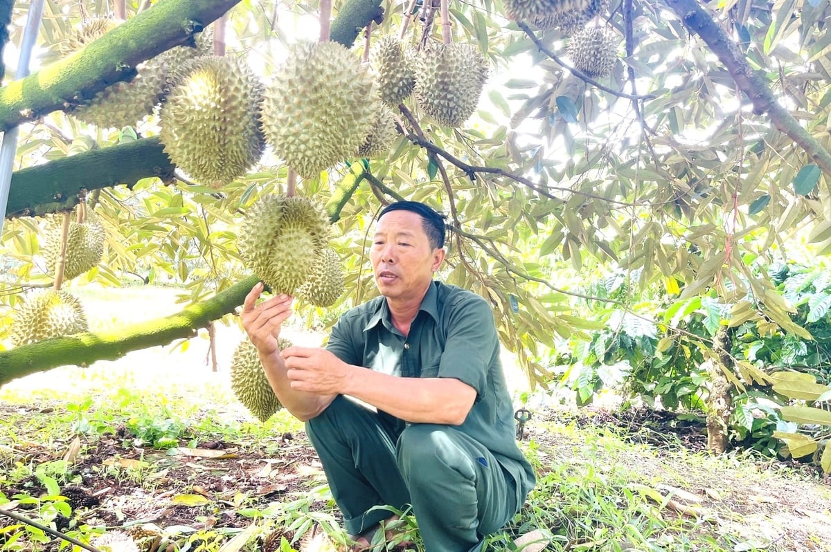 Gần 20 ha sầu riêng được gia đình ông Tuấn chăm sóc hoàn toàn theo quy trình hữu cơ. Ảnh: Đăng Lâm. 