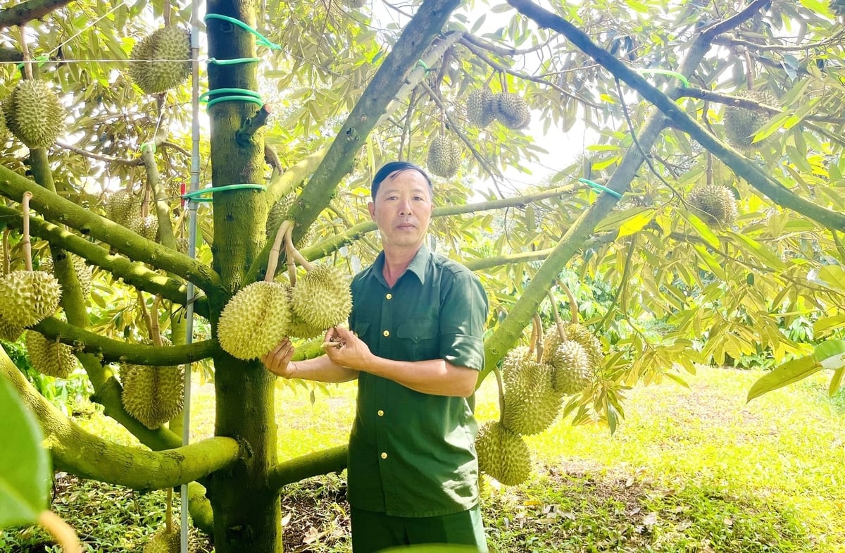 10 ha sầu riêng cho thu hoạch mang về cho ông Tuấn gần 3 tỷ đồng tiền lãi. Ảnh: Đăng Lâm. 